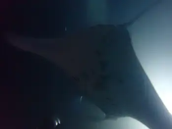 Reef Manta