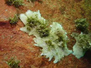 Tunicate