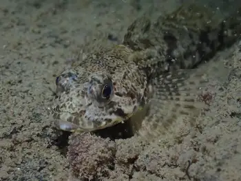 mottled sculpin