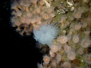 Metridium Anemone
