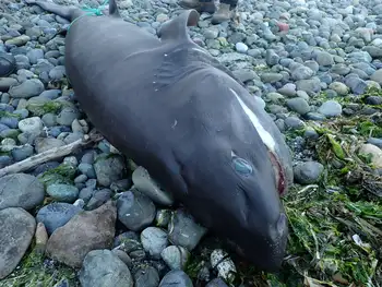 Bluntnose Sixgill Shark