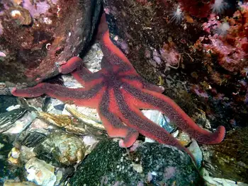 Morning Sun Star