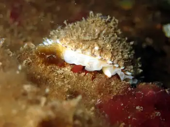 Rough Keyhole Limpet