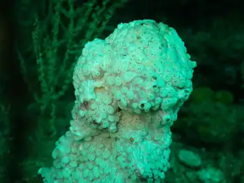 Sponge