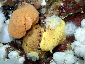Noble Sea Lemons