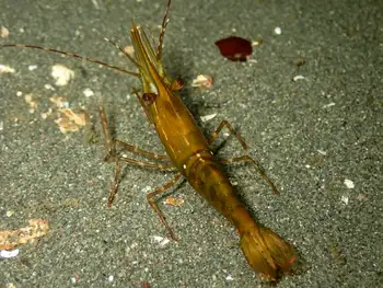 Pacific Prawn