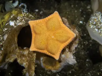 Cookie Star