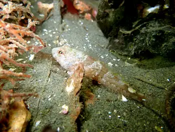 Smoothhead Sculpin