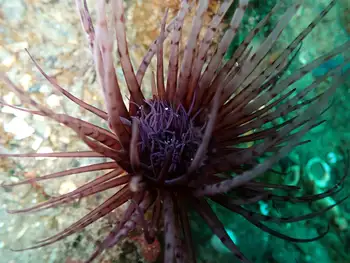 Tube Dwelling Anemone