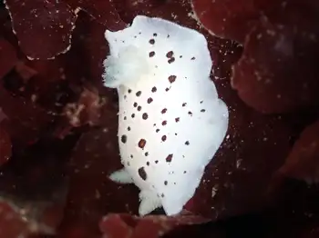 Leopard Nudibranch