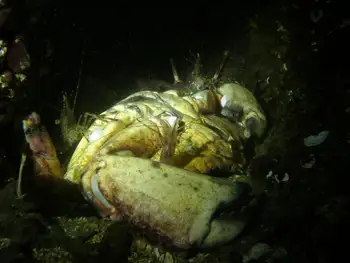 Shrimp