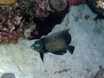 French Angel Fish