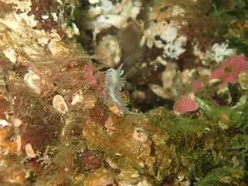 Red Flabellina Nudibranch