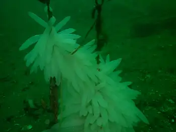Eggs Opalescent Squid