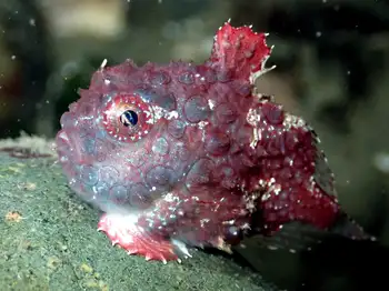 Spiny Lumpsucker