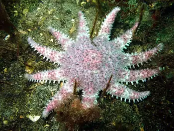 Rose Star