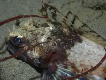 Roughback Sculpin