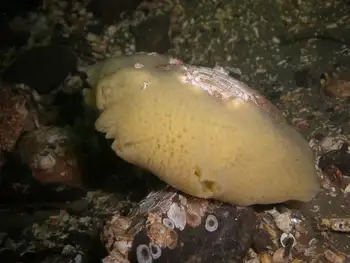 bristly yellow clump sponge