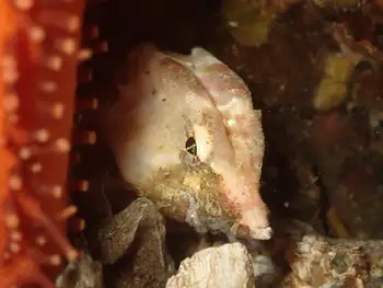 Grunt Sculpin