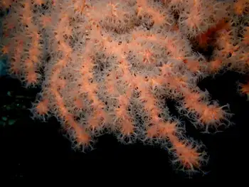 Bubblegum Coral