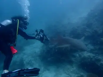 Nurse Shark