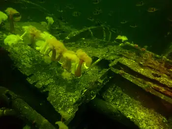 Ship Wreck