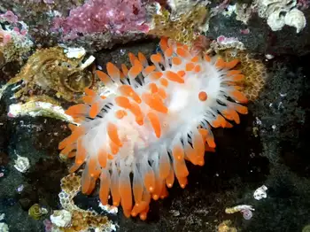 Cockerell's Nudibranch