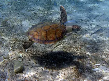 Green Sea Turtle