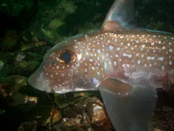 Ratfish