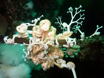 Pacific Basket Star