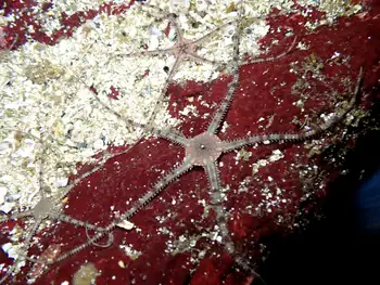 Gray Brittle Star