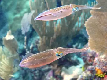 caribbean reef squid