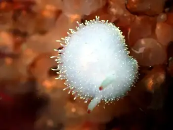 Nanaimo Nudibranch
