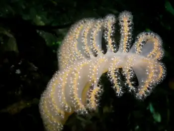 Ptilosarcus gurneyi Sea Pen