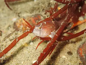 Longfin Gunnel