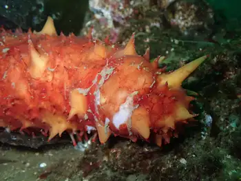 California Sea Cucumber