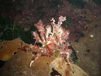Graceful Decorator Crab