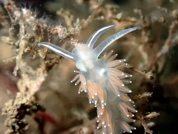 Red Gilled Nudibranch