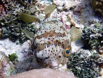 Balloonfish