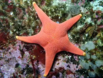 Vermilion Star