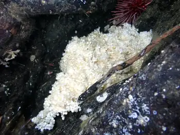 Eggs Lingcod
