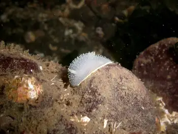 Yellow Margin Dorid