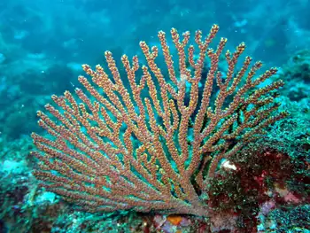 Fan Coral