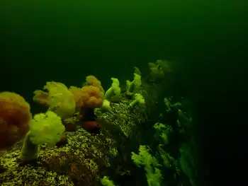 Ship Wreck