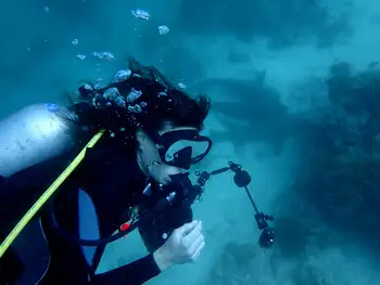 Nurse Sharks