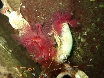 Red Trumpet Calcareous Tube Worms