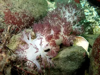 red dendronotid