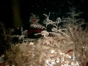 Coarse Sea Fir Hydroids
