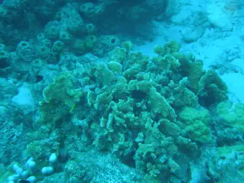 Coral