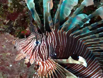 Lion Fish